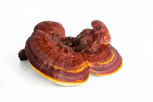 How Reishi Mushroom Extract Can Improve Your Sleep Quality